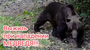 Как выжить при нападении медведя?