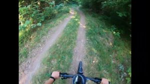 Про чай. Сбор листьев шиповника.