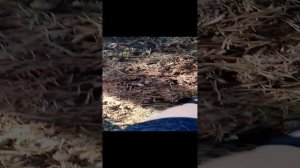 Я с друганами попал в Чернобыль☠️👽👹