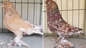 ? Almond pigeons by Ken Davis and Rob Grogan | Мраморные голуби