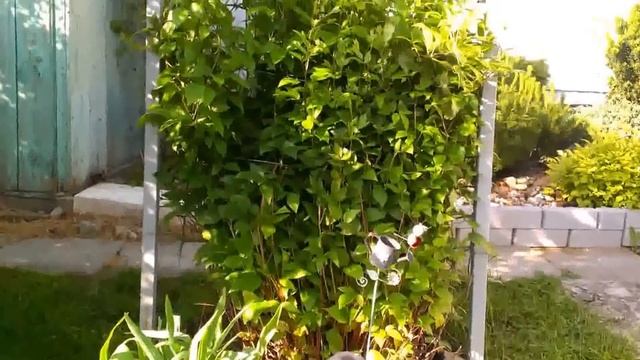 Мои КЛЕМАТИСЫ.  Необычная посадка . Уход, болезни.