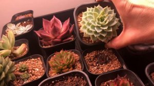 Echeveria Care Tips, Best Powdery Mildew Solution, Echeveria Update/Tour