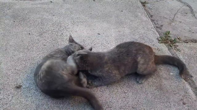 Энтерит у новенького щенка. Забрали у Мамы собак. смотреть онлайн