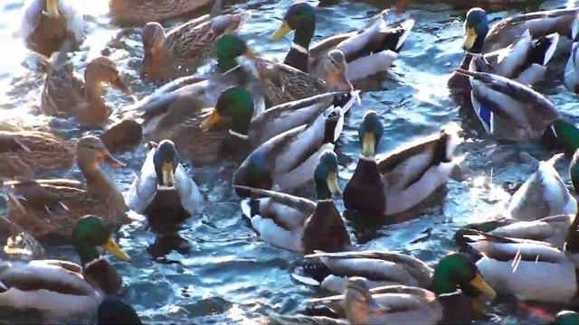 Мы одна большая семья на этой планете. Покормим птиц, собак и людей? смотреть онлайн