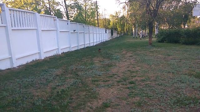 Команда апорт (принеси) без обучения. 4 мес. щенок ягдтерьера смотреть онлайн