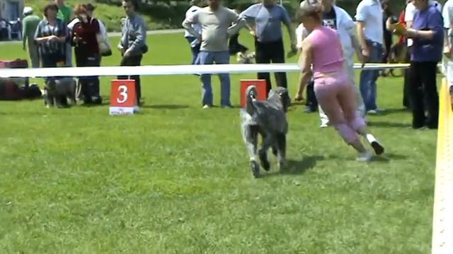 Ризеншнауцер окраса перец с солью 2008 год CАCIB КСУ г.Луганск. смотреть онлайн