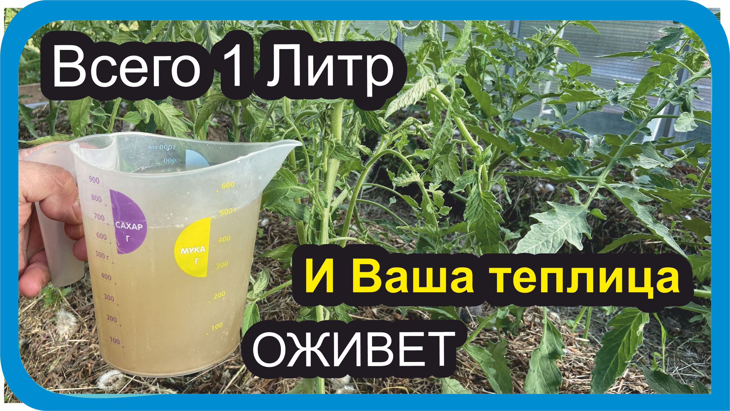 Живая #ПОДКОРМКА для #ПОМИДОР #ОГУРЦОВ #ПЕРЦА