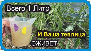 Живая #ПОДКОРМКА для #ПОМИДОР #ОГУРЦОВ #ПЕРЦА