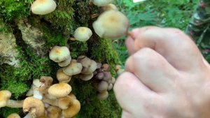 Грибы,опята и ложные опята,отличие