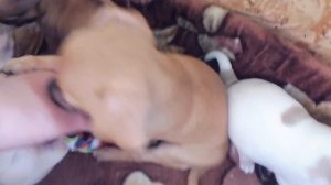 УХОД и СОДЕРЖАНИЕ собаки ЧИХУАХУА /ЧТО НЕОБХОДИМО ЩЕНКУ породы ЧИХУА хуа? Питомник МАРИ МИСТИК спб