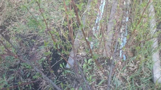 Абрикосы в омском саду апрель 2020 смотреть онлайн