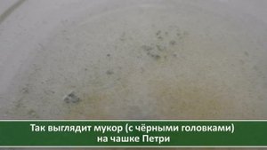 Обзор биопрепаратов Триходерма вериде и Глиокладин. Выращивание триходермы в домашних условиях
