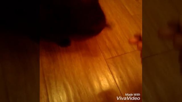 Как правильно ухаживать за котенком