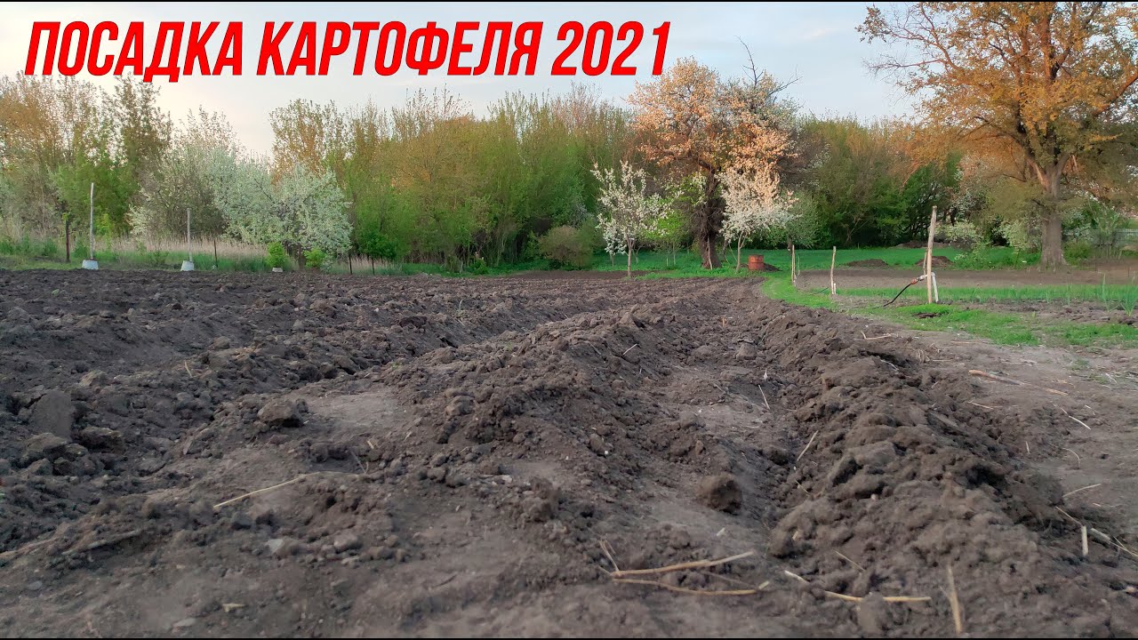 Картофелесажалка - наш помощник  | посадка картофеля 2021