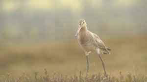 Большой веретенник