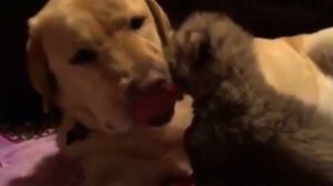 Животные Спасают Друг Друга! Невероятные Случаи Взаимопомощи Животных