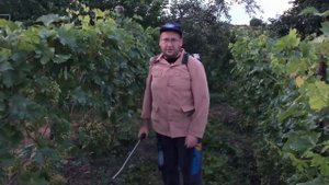Спасаем виноград от Милдью и Оидиума препаратами Фалькон, Шавит, Юнкер.