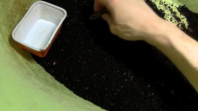 КАК Я ВЫБИРАЮ КОКОНЫ ДЕНДРОБЕНЫ И САМОДЕЛЬНОЕ СИТО смотреть онлайн