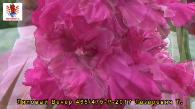 ГЛАДИОЛУСЫ 10 Лазаревич Т. Мир гладиолусов смотреть онлайн