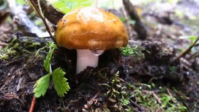 Mushrooms in Keystone, Colorado смотреть онлайн
