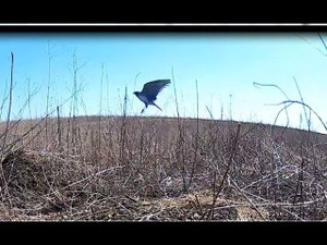 Ловля певчих птиц. Жаворонок и лучок.Неудачная охота.