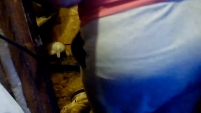 Как пометить гсыню