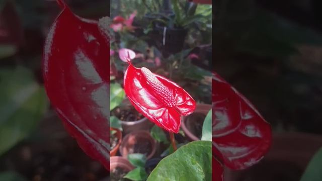 Magic Red Anthurium