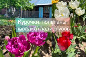 Курочки, тюльпаны, посадка гладиолусов (2 выпуск 6 сезона)