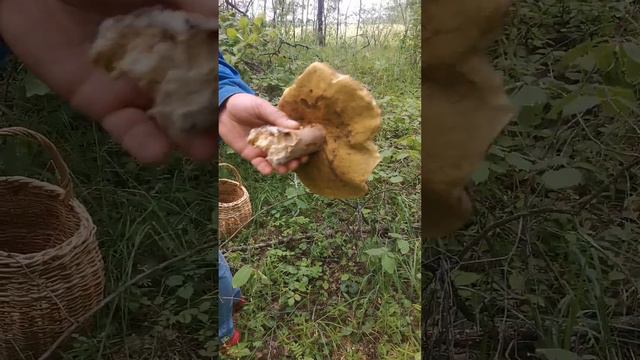 Огромный белый гриб
