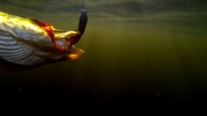 Fishing: catching first pike on home-made soft-bait lure underwater cam. Рыбалка: щука на силикон.