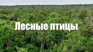 Лес. Весна. Пение птиц. 1 час расслабления и отдыха