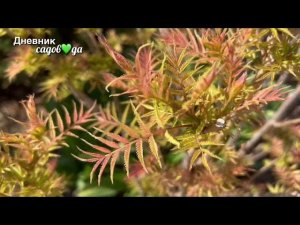 Рябинник рябинолистный Сэм | Sorbaria sorbifolia Sem Яркий неприхотливый кустарник для сада