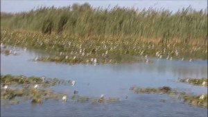 В ДЕЛЬТЕ РЕКИ ВОЛГИ ( ЛОТОСЫ )