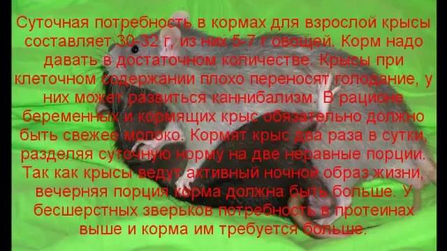 декоративная крыса кормление содержание и уход смотреть онлайн
