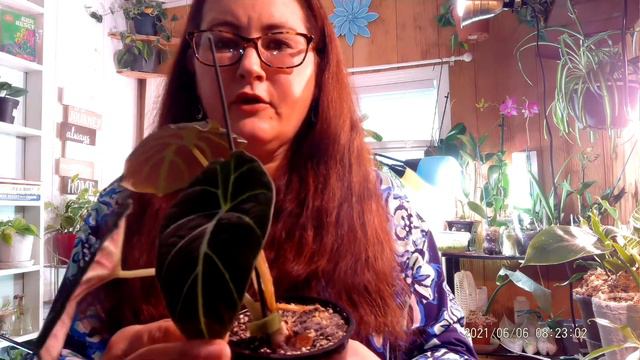 Plants in my collection with the most New Growth