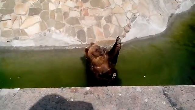 Миша в московском зоо смотреть онлайн