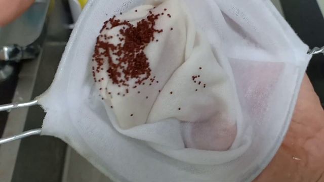 Harvesting Gymnocalycium 'Agua Dolce' seeds. Menuai biji Gymnocalycium. смотреть онлайн