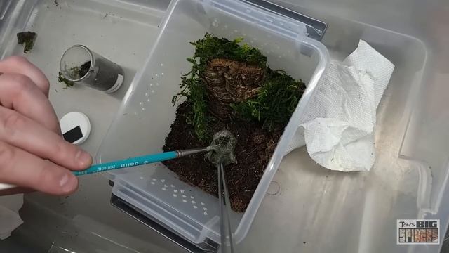 3 Ephebopus species "Skeleton Tarantulas" Rehousings and Updates смотреть онлайн