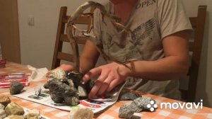 Как сделать бонсай в аквариум. #акваскейп #банка #бонсай