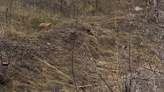 ЛОВЛЯ ПЕВЧИХ ПТИЦ.2023.ЩЕГОЛ.РЕПЕЛ.ЗЕЛЕНУШКА.ЧЕЧЁТКИ смотреть онлайн