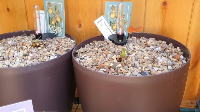 The Outdoor Orchids | Calanthe, Cypripedium & Cymbidium Update + Care | Inorganic Media & Semi-Hydr смотреть онлайн