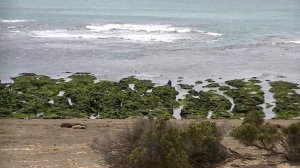 The Wildlife Of Punta Tombo, Argentina, South America | 2011