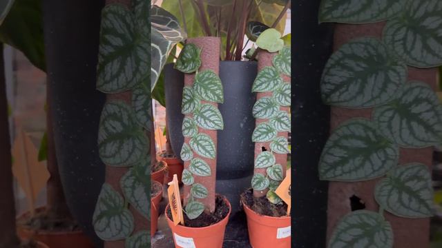 Монстера Дубиа ( Monstera Dubia) - редкий вид монстеры.. 👌