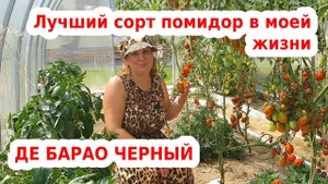 Томаты Де Барао - лучшие помидоры для теплицы и открытого грунта