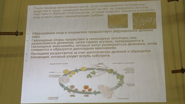 Кураков А. В. - Низшие растения - Гастеромицеты. Слизевики смотреть онлайн