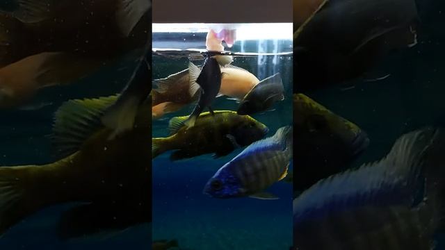 Корм для цихлид. смотреть онлайн