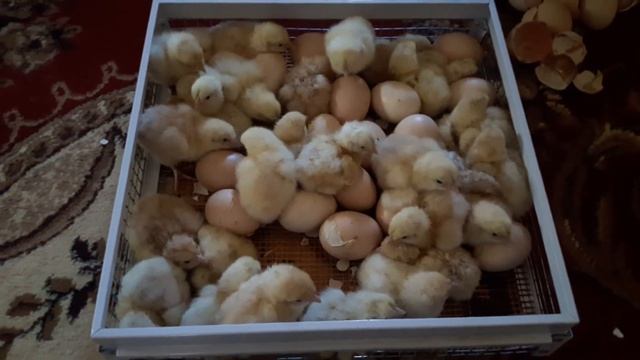 Вылуп цыплят: Загорских лососевых, Мини мясных палевых, Юрловских !Голосистых. Инкубатор НЕСт! смотреть онлайн