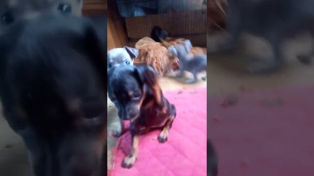 продаются щенки русского тоя мини и мини=стандарт смотреть онлайн