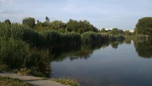 Птица ныряет под воду.
