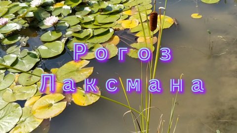 Рогоз Лаксмана (Typha laxmannii) Laxman's Cattail